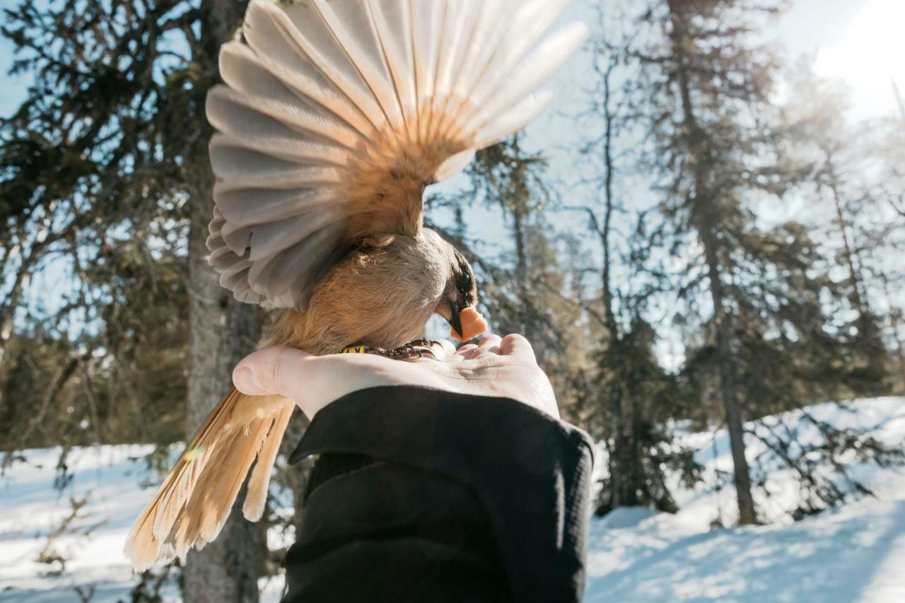 Lapland Hotels Pallas Pallastunturi Luaran gambar